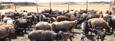 Ұлытауда «5000 бас қой өсіру» ауқымды жобасы басталды