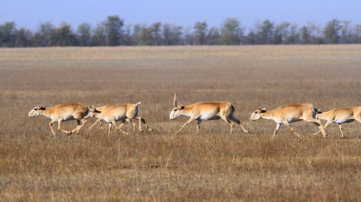 Қазақстанда биыл қансонарда қасқыр мен түлкі атуға рұқсат жоқ