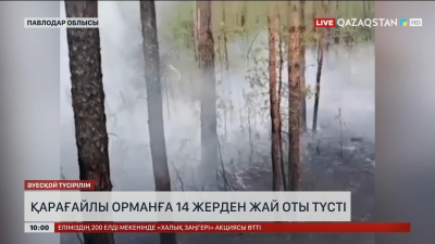 Павлодар облысында қарағайлы орманға 14 жерден жай оты түсті
