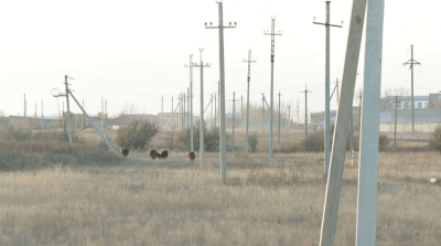 Биыл елде сегіз жылда алғаш рет қыс қарсыз басталды