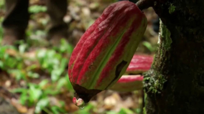 Әлемде какао бұршақтары мен платина қымбаттады 