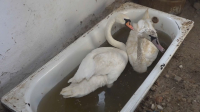 Қос аққу Баянауылда қыстап қалды