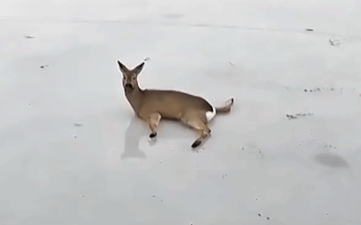 Шекарадағы еліктер қырғыны