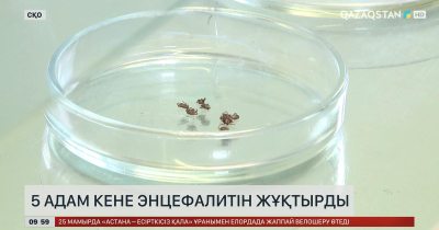 Солтүстік Қазақстан облысында 5 адам кене энцефалитін жұқтырды