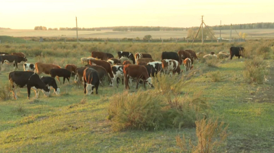 Ақмола облысында игерілмеген жер мемлекетке қайтарылды