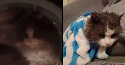 Кір жуғыш машинада жуылған мысықтың видеосы Қазнетті ашуландырды