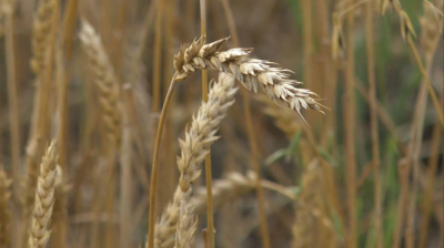 Әлемде астық қымбаттады