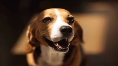 Жаңа Зеландия 25 жылда жабайы мысықтардың көзін түгел жоюды көздеп отыр