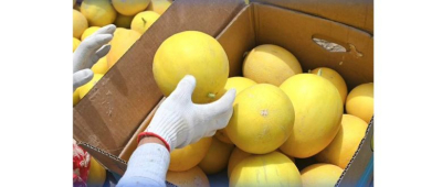 Жетісайлық диқандар қауынның алғашқы өнімін ерте жинады