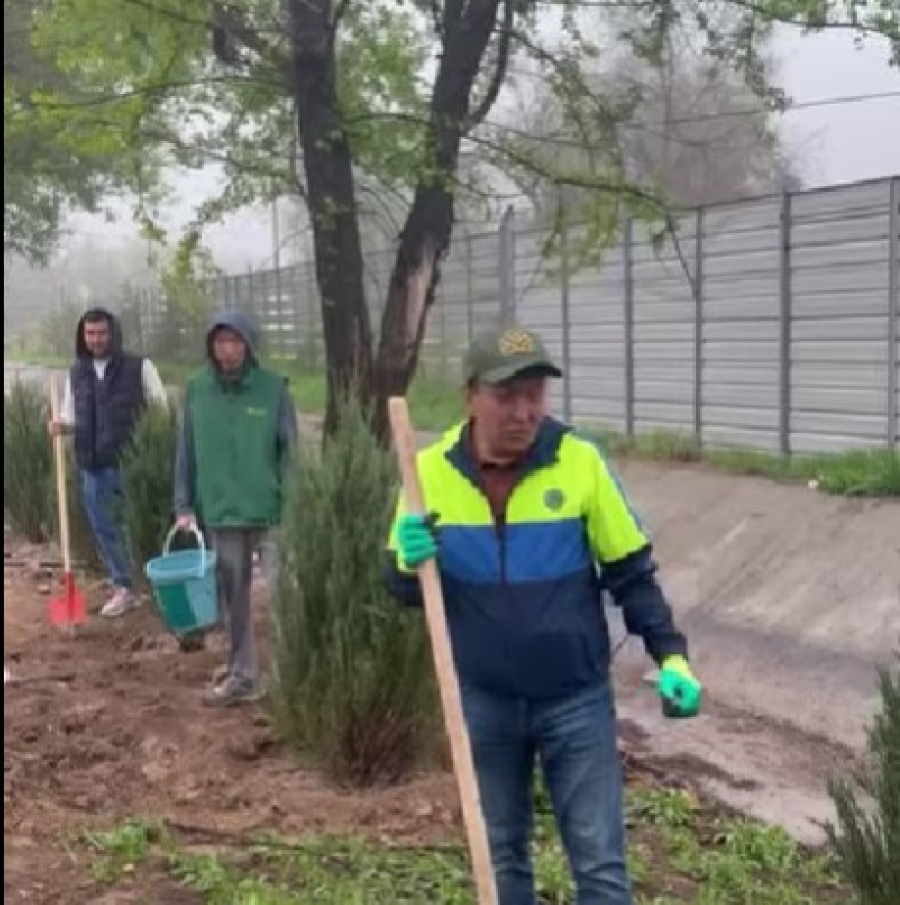 Сайрам ауданында ағаш отырғызу жұмыстары жүргізілді