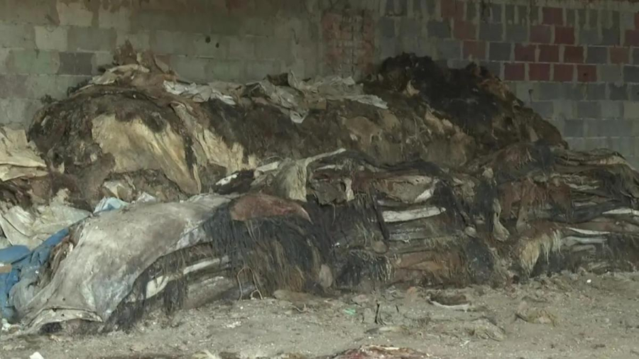 "Өртеп жібердім": Қазақстанда кәсіпкерлер жинаған мал терісін қоқысқа тастап, өртеуге мәжбүр